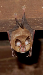 Morcego de ferradura pequeno (Rhinolophus hipposideros)