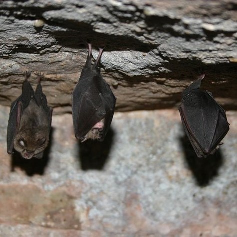  Morcego de ferradura pequeno (Rhinolophus hipposideros)
