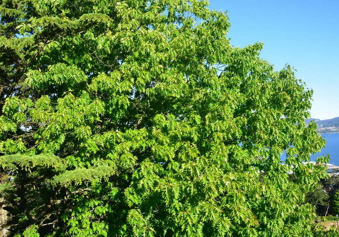 Exemplo de árbore autóctona